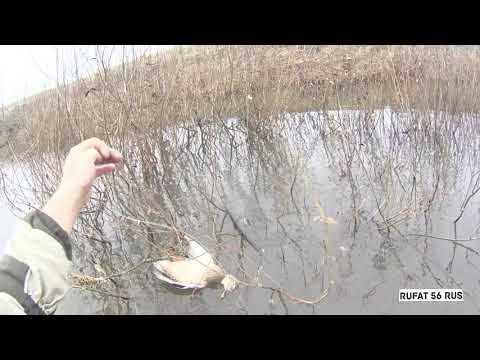 Видео: Охота на утку 29.10.25г "Не мой день" или просто "косой"