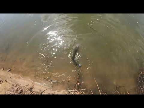 Видео: Рыба кишит и в конце бонус, рыбалка на рогатку