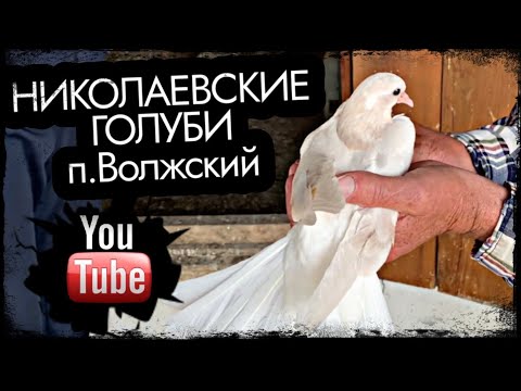 Видео: Николаевские голуби п.Волжский 2023