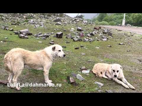 Видео: Аборигенные САО Таджикистана саги дахмарда - истинные волкодавы