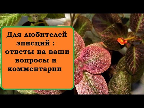 Видео: Для любителей эписций : ответы на ваши  вопросы и комментарии