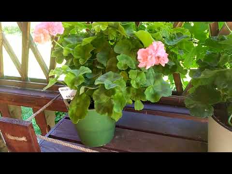 Видео: #34 Обзор моих пеларгоний. С какими сортами я расстаюсь.