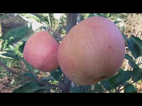 Видео: Самое дорогое яблоко в мире!!! Яблоня Секаи Ши (apple Sekai Ichi)  НОМЕР ОДИН В МИРЕ