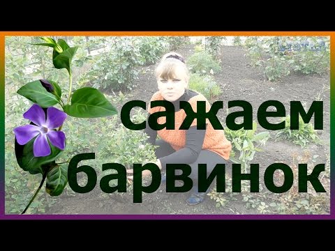 Видео: БАРВИНОК посадка выращивание уход вредители болезни подкормка размножение барвинка
