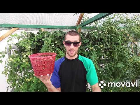 Видео: субстрат для гидропоники какой я использую #керамзит #пеностелко #кокосовый #субстрат