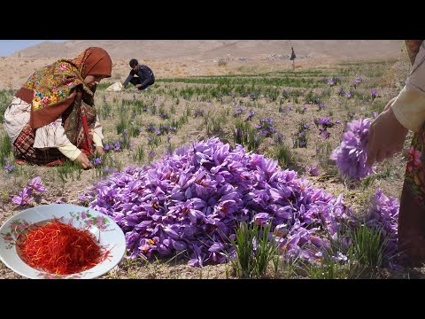 Видео: Соберите цветы шафрана в Иране и приготовьте приправу из шафрана: самую дорогую приправу в мире