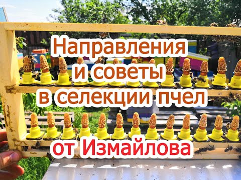Видео: Направления и советы в селекции пчел от Измайлова