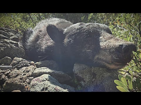 Видео: Самый старый на вид медведь, которого мы добыли | Сезон охоты на чёрного медведя 2025