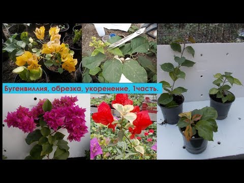 Видео: Бугенвиллия, обрезка, как укоренить, часть 1.