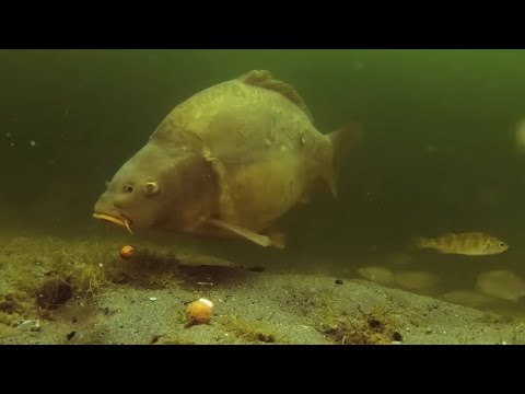 Видео: Самий дієвий поводок на Коропа