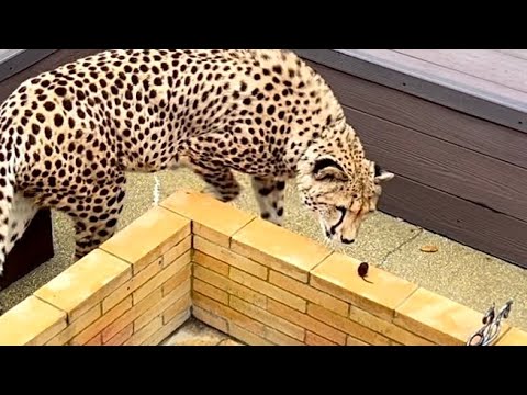 Видео: Гепард испугался мыши! Кошка у которой отсутствует инстинкт! 