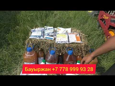 Видео: Жоңышқа егу.  Мол өнім алудың құпиялары. Отандық өнім.