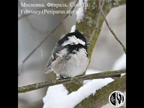 Видео: Московка в феврале. Coal Tit in February. (Periparus ater).