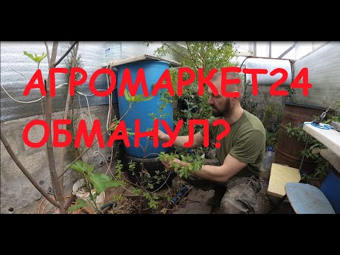 Видео: Агромаркет24 обманул? Саженцы два года спустя.