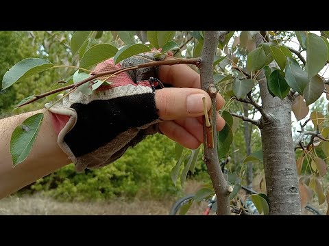 Видео: Присаждане / ашладисване на Попска круша върху дива круша чрез чип бъдинг