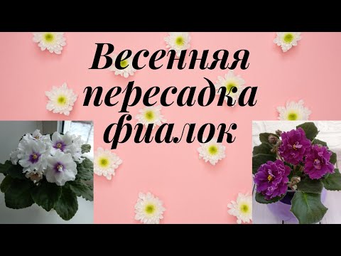 Видео: Весенняя пересадка фиалок. Отрезаю корни и ствол.