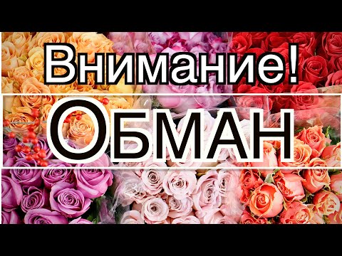 Видео: Укоренение и выращивание розы из букета. Разоблачение Обмана.