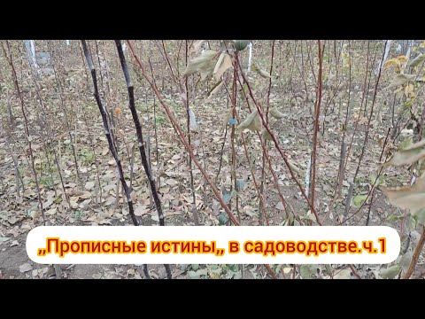 Видео: ,,Прописные истины,, в садоводстве.