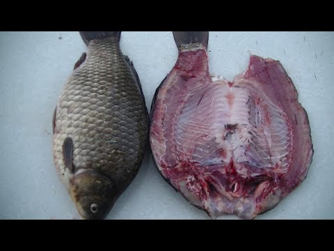Видео: Вяленый Малосолёный Карась по Сибирски! Описторхоза НЕТ! Быстро и Просто.