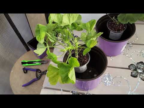 Видео: #816. Получила черенки и срезы пеларгонии,мои действия