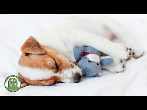 Видео: Музыка для одиноких собак🐶Как расслабить собаку у себя дома🎵Музыка для снятия стресса для собак