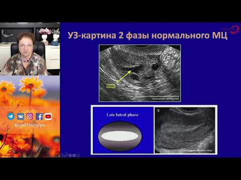 Видео: Экспертология | Регуляция менструального цикла