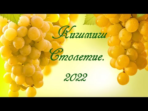 Видео: Кишмиш Столетие 2022