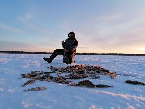 Видео: Зимняя рыбалка на Печоре