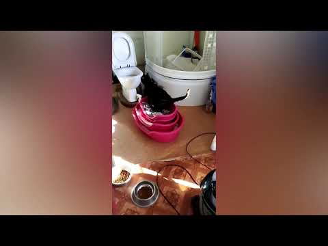 Видео: Очень нужен римадил 100 мг для Кефира и старичка Чёрного🙏🏼🙏🏼🙏🏼