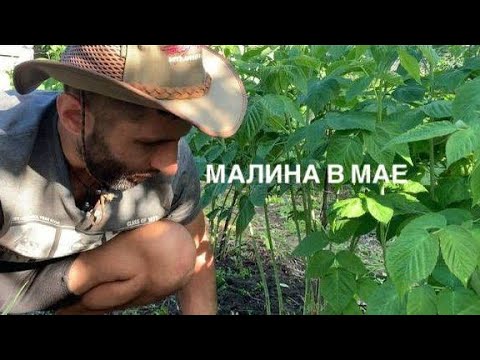 Видео: ТВОЯ МАЛИНА СКАЖЕТ СПАСИБО!