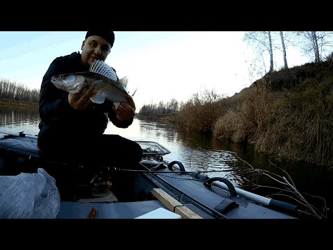 Видео: Хищники