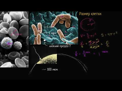 Видео: Размер клетки (видео 4) | Строение клетки | Биология