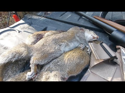 Видео: Охота на чудовищную белку с Savage 17 HMR