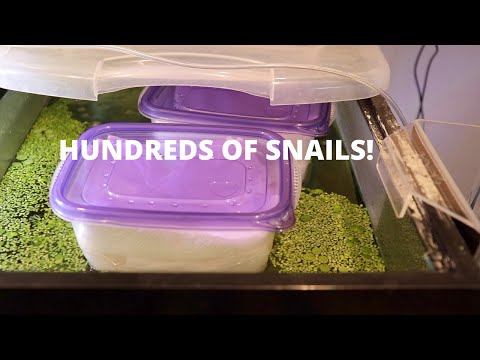 Видео: КАК ПРОСТОЙ способ вывести загадочных улиток!