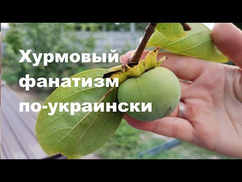 Видео: Как сберечь хурму зимой.