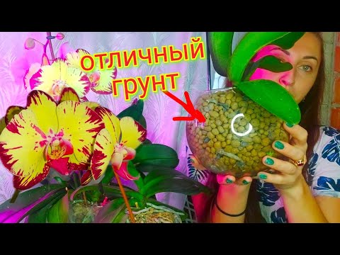 Видео: В этом ДЕШЕВОМ грунте КОРНИ БУРНО РАСТУТ/ орхидея в керамзите