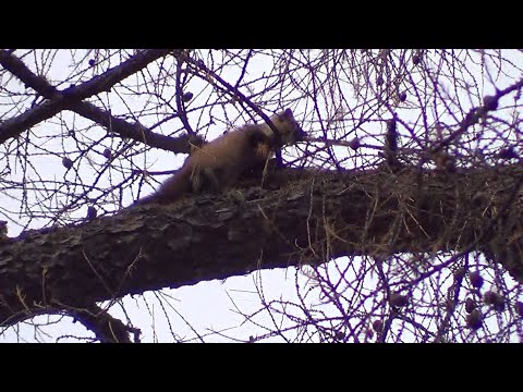 Видео: ОХОТА НА КУНИЦУ С ЛАЙКОЙ / Сезон 25-26г.