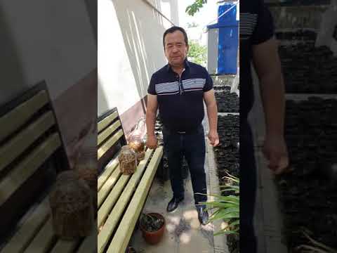 Видео: Писта етиштириш 1. Косимов Кодиржон