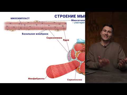 Видео: 06. Строение мышечного волокна, миосателлитоциты