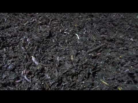 Видео: Возрождение червя дендробена в новом субстрате, подготовленный конский навоз.