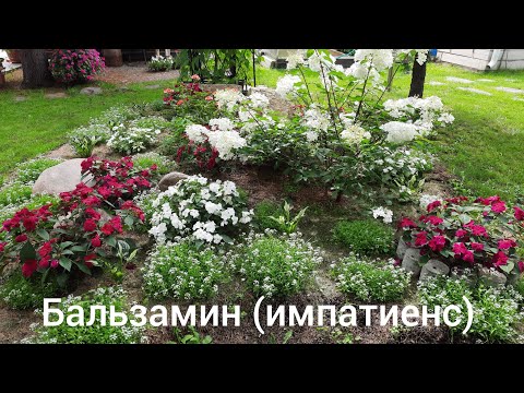 Видео: Бальзамин (импатиенс) -мой любимый дачный цветок