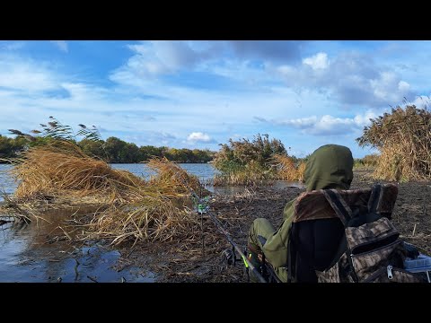 Видео: Фідерна риболовля на річці. Ловля плотви, ляща, густери. Рибалка на Дністрі 2024