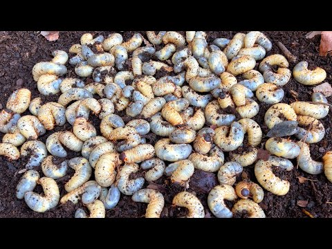 Видео: В лесу очень много личинок жуков. Попробуйте поискать так!