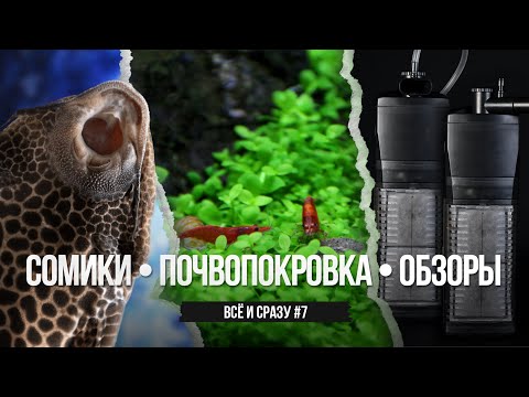 Видео: Большая подборка сомиков и самая популярная почвопокровка