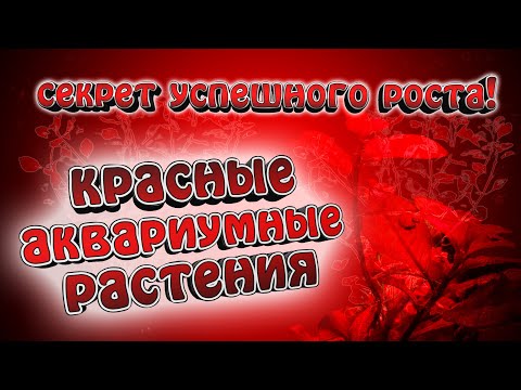 Видео: Красные аквариумные растения. Что нужно для успешного роста?