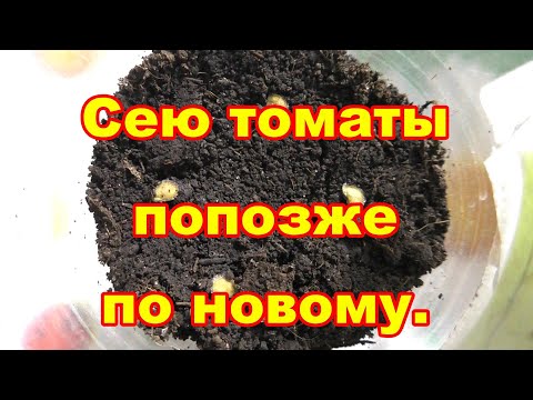 Видео: Для супер раннего урожая посею томаты попозже усовершенствовав новый метод