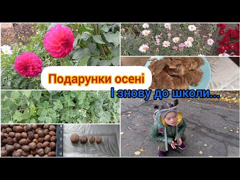 Видео: Відбивні із "зонтиків".Знову до школи...Чим щедрий жовтень???🍁🌸🫛🌱@natalochka2408 