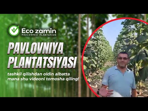 Видео: Павловния плантацияси ташкил қилишдан олдин албатта мана шу видеони томоша қилинг!