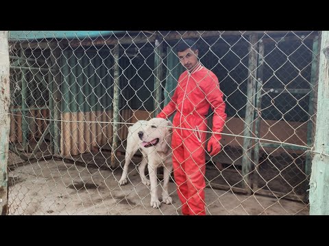 Видео: КУЧУК ИШКИБОЗЛАРИ УЧУН #ит#кучук#узбекистон