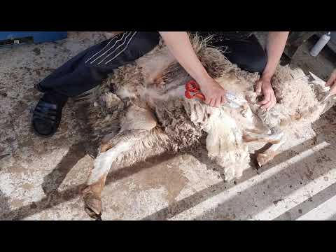 Видео: Стрижем овец ножницами, просто и доступно, на ферме Агродом
